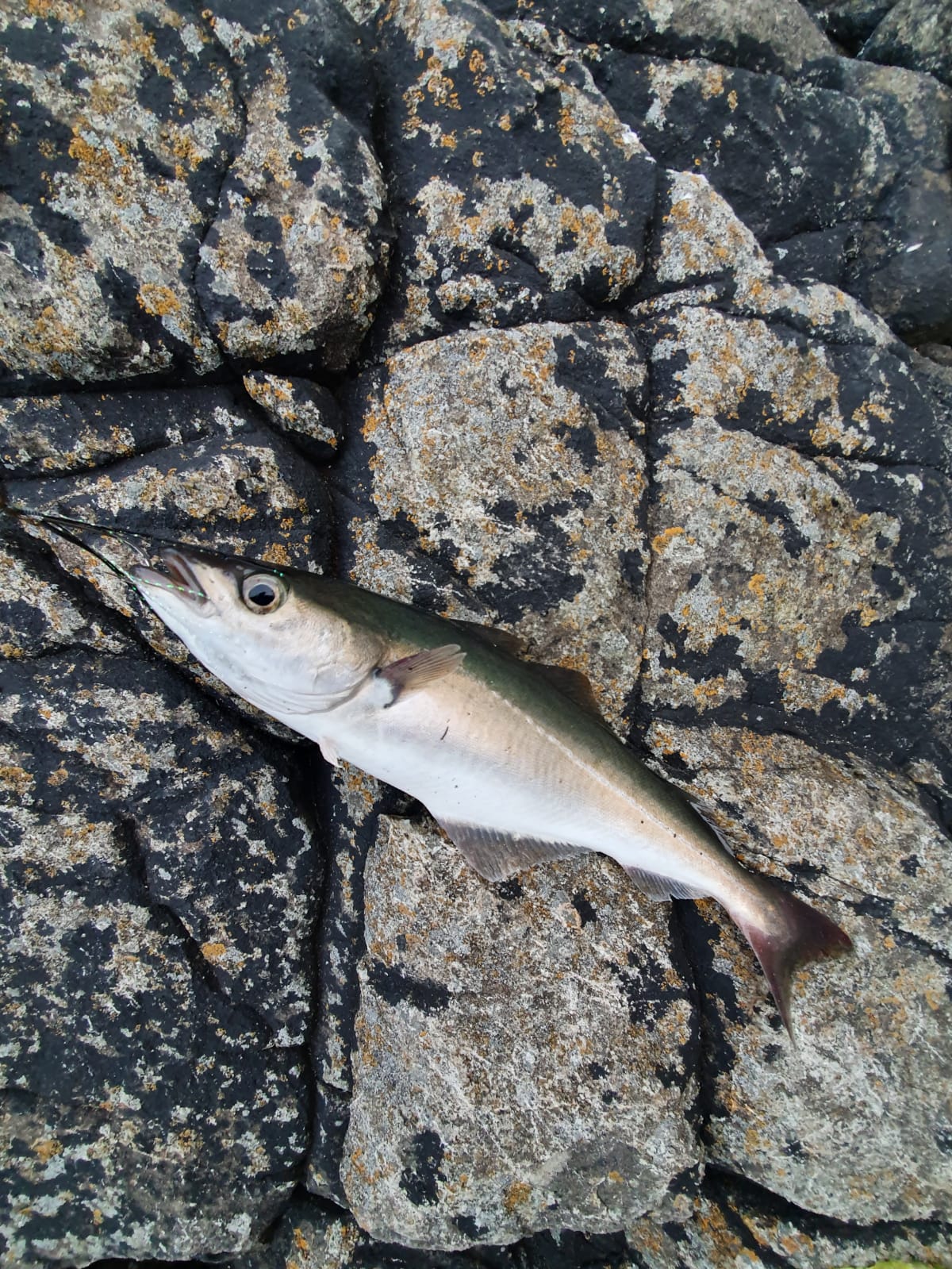 The Telegraph Pole - Howth — 30 June 2021