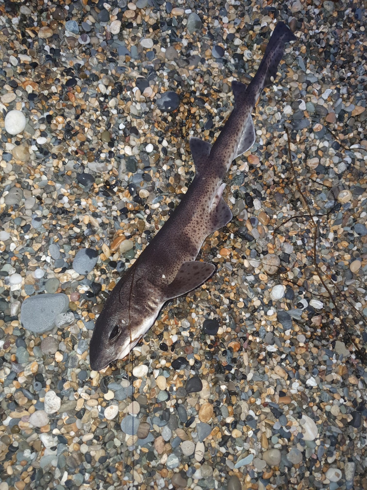 Greystones — 9 July 2021